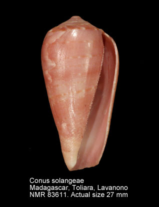 Conus solangeae.jpg - Conus solangeae Bozzetti,2004